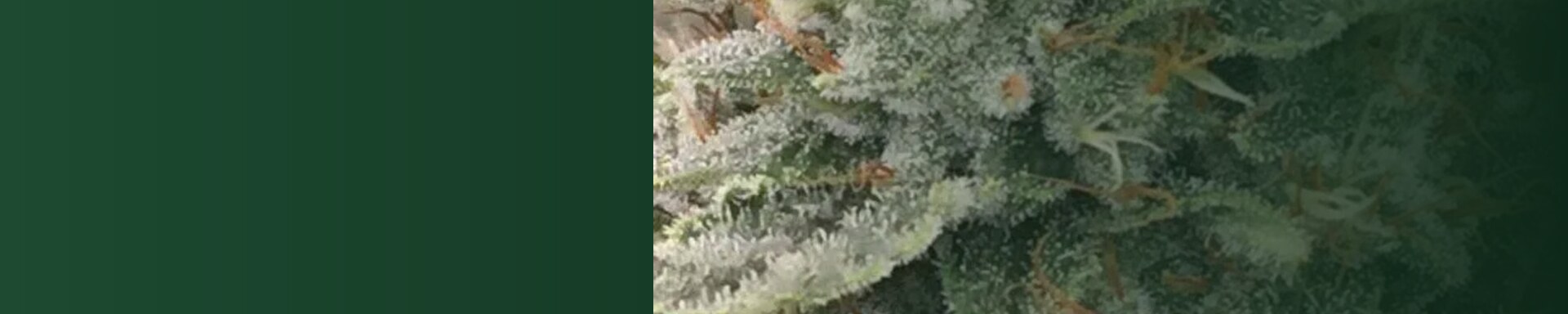 Berijpte top van Gorilla Glue Gold