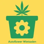 Autoflower Cannabis Seeds
