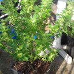 Cannabis Pflanzen Outdoor