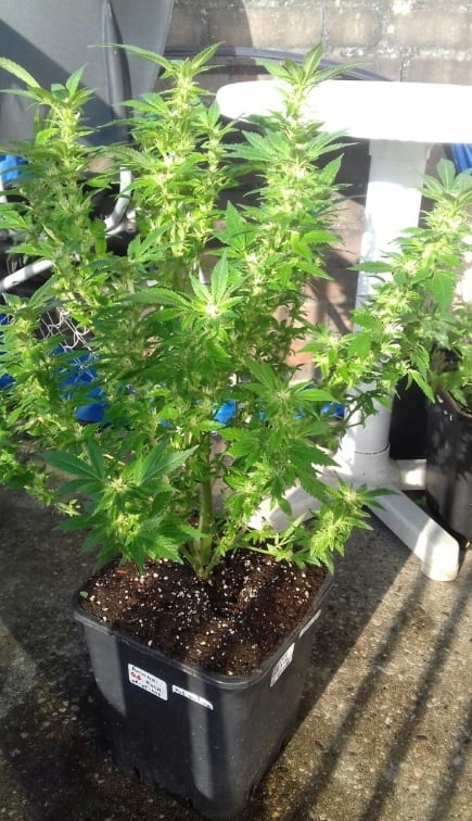 Piante di Cannabis allAperto