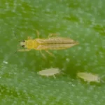 Thrips