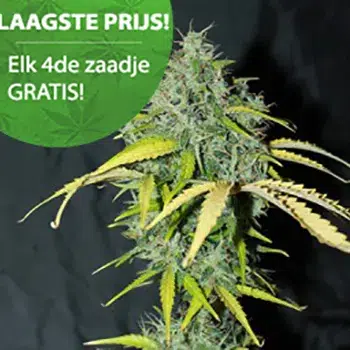 Amnesia autoflower wiet zaden