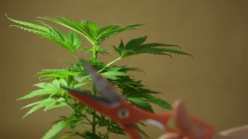 Wietplant fimmen