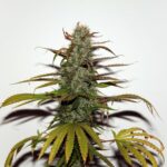 White Widow semillas de cannabis regulares