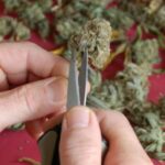 Wiet knippen handmatig close up