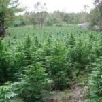 Guerrilla Stil Anbau