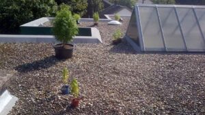 Wietplant kweken op dak