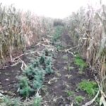 Cultivo cannabis entre maíz