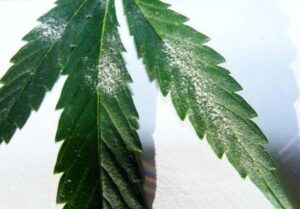 Meeldauw op wietplant