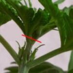 Plante de Cannabis Fimmen