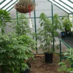 Wiet kweken in een kas