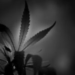 Wietplant verduisteren