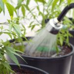 Cannabispflanze wässern