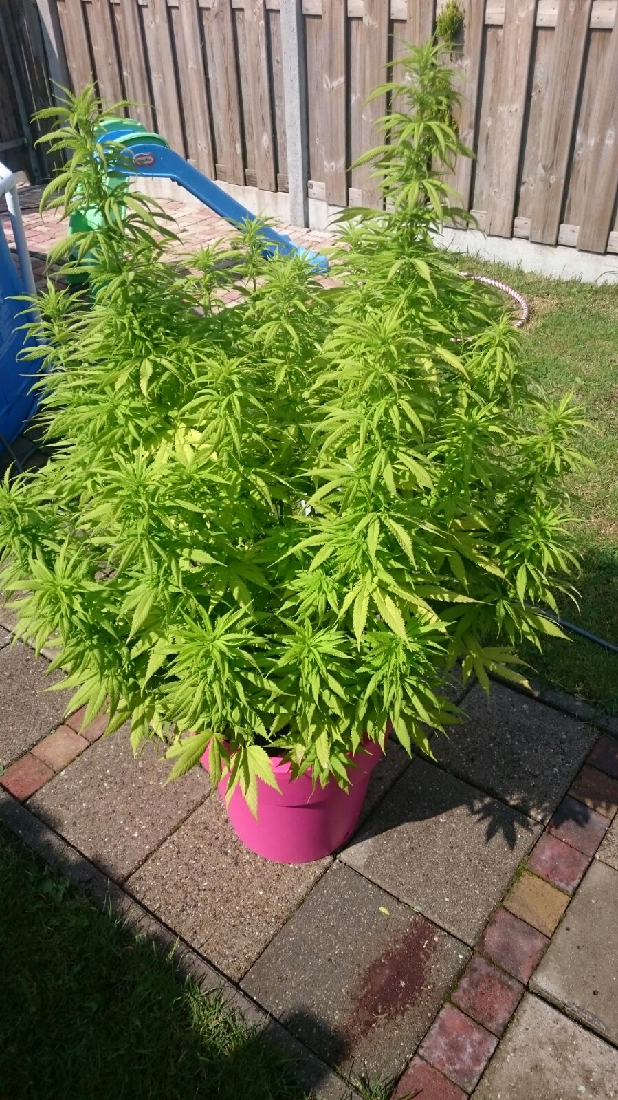 Cannabispflanze im Sonnenlicht