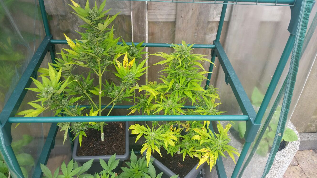 Cannabis en combinatieteelt