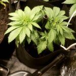 Posso comprare pianta cannabis