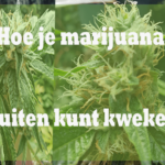 Wie Marijuana draußen anbauen