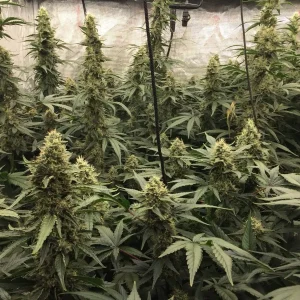 Culture en intérieur