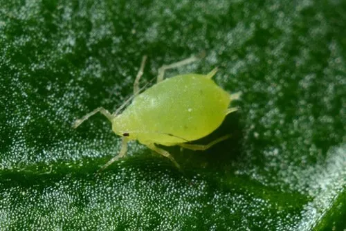 Bladluis wietplant