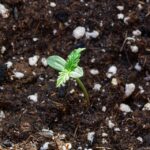 Wiet kweken op aarde of kokos?