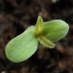 wiet kweken op aarde of kokos