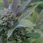 Wietzaden voor buiten