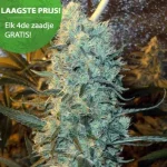 Power Plant Graines de Cannabis