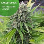 Bubblegum Cannabis Samen