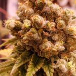 AMG GOLD Haze wietzaden