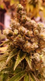 AMG GOLD Haze wietzaden