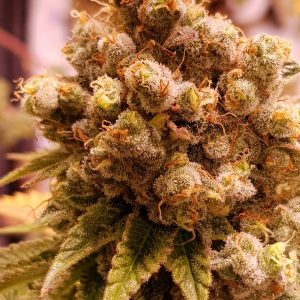 AMG Haze Graines de Cannabis 1