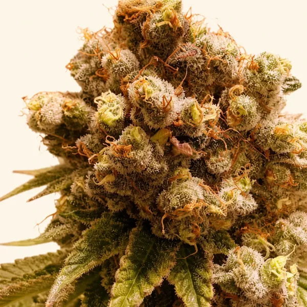 Flowering AMG GOLD Haze cannabis plant