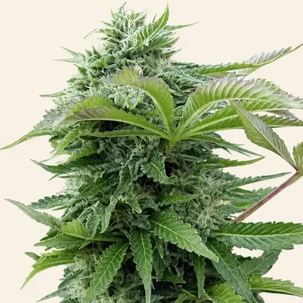 Flowering Afghaan cannabis plant