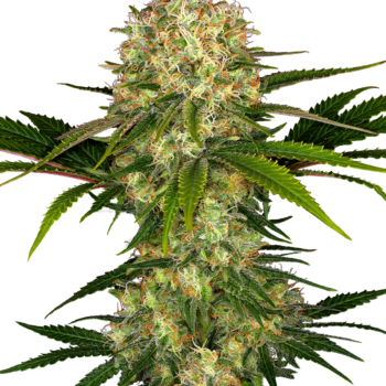 Afghani 1 wietzaden