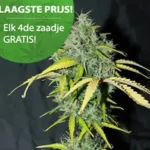 Amnesia Autoflower wietzaden
