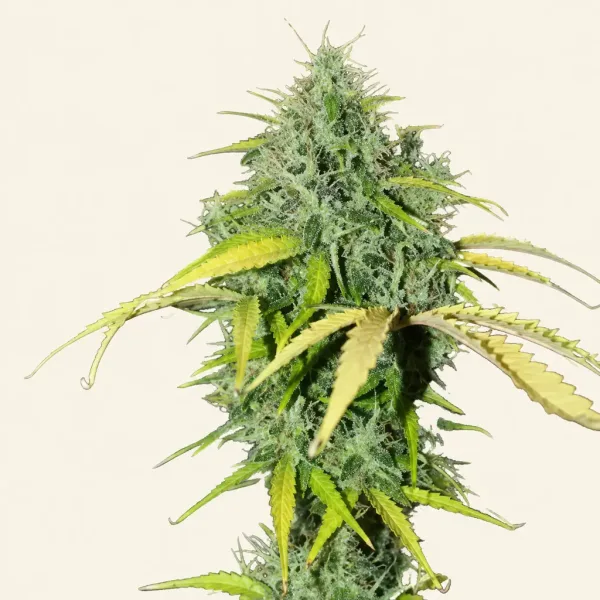 Bloeiende top van wietplant Amnesia Autoflower