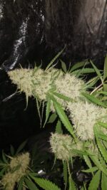 Amnesia Haze wietzaden - Afbeelding 4