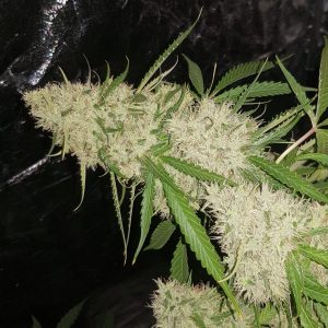 Amnesia Haze Cannabis Samen — Foto 4