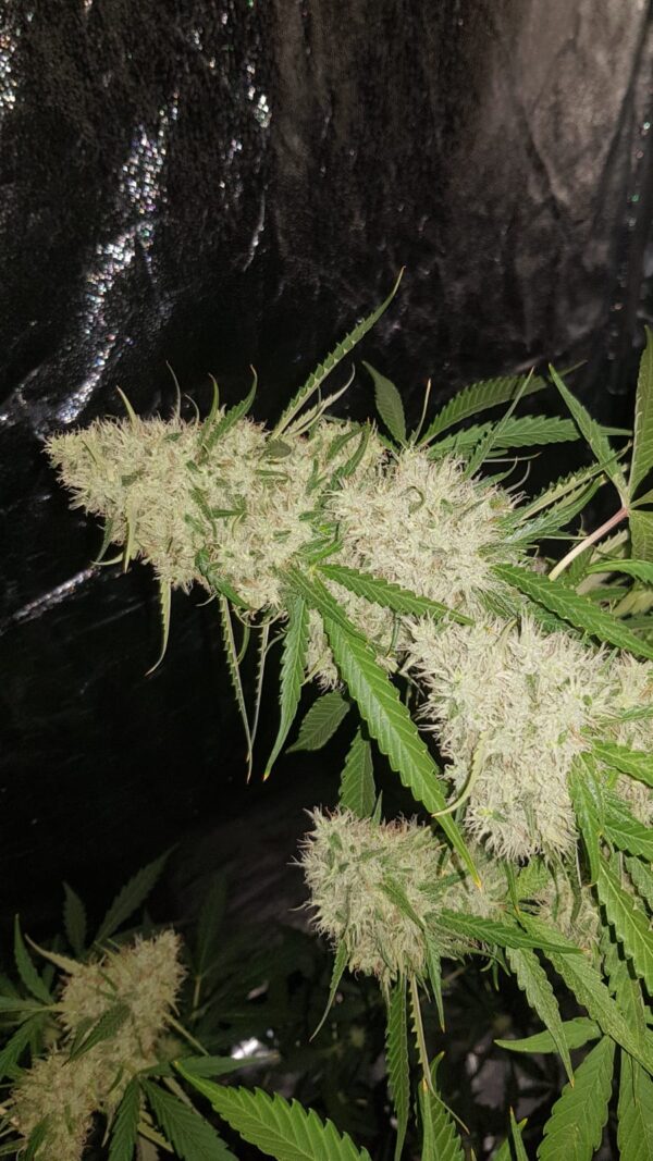 Amnesia Haze wietzaden - Afbeelding 4