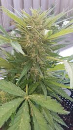 Amnesia Autoflower wietzaden - Afbeelding 2