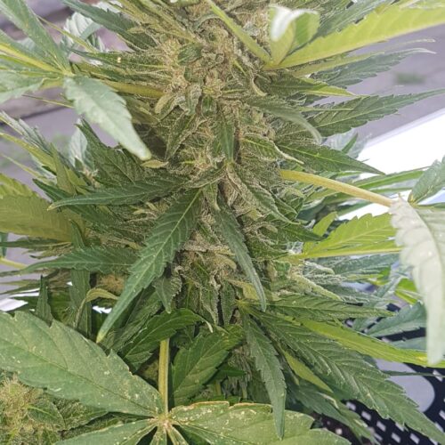Amnesia Haze Autoflower Weed