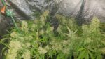 Amnesia Haze wietzaden - Afbeelding 3