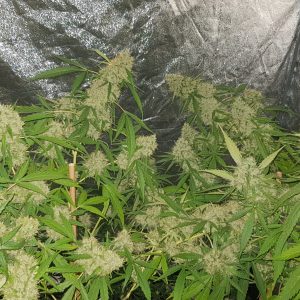 Amnesia Haze Cannabis Samen — Foto 3