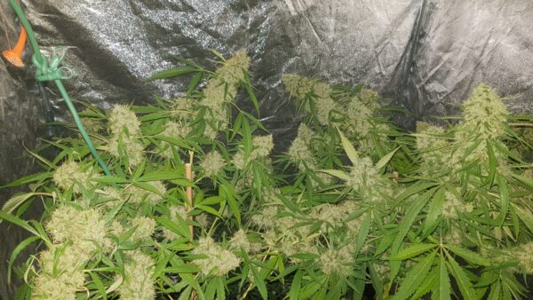Amnesia Haze wietzaden - Afbeelding 3