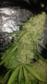 Amnesia Haze wietzaden - Afbeelding 2