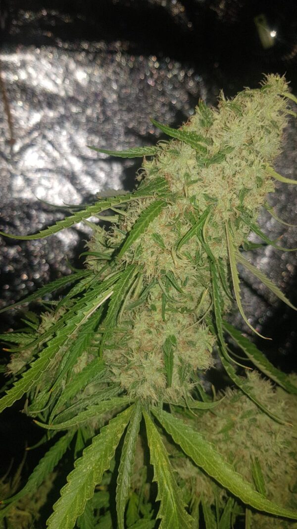 Amnesia Haze wietzaden - Afbeelding 2