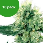 10-pack Amnesia White wietzaden