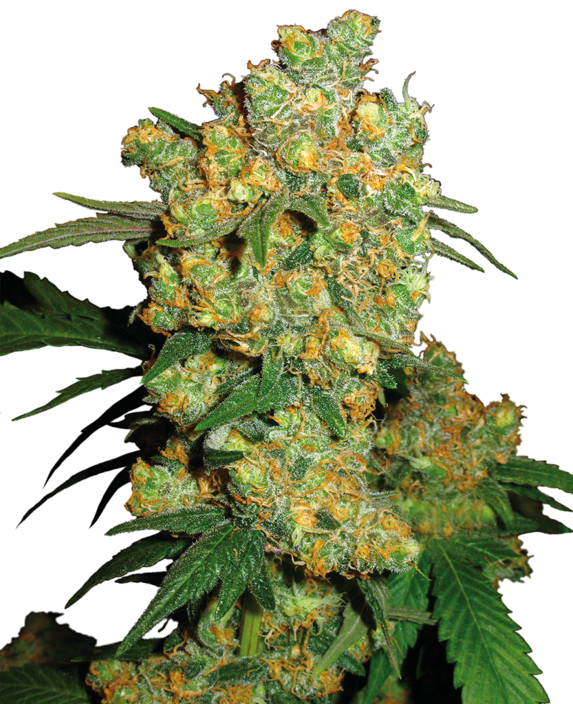 Big bud wietzaadjes
