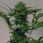 Big Bud XXL Autoflower wietzaden