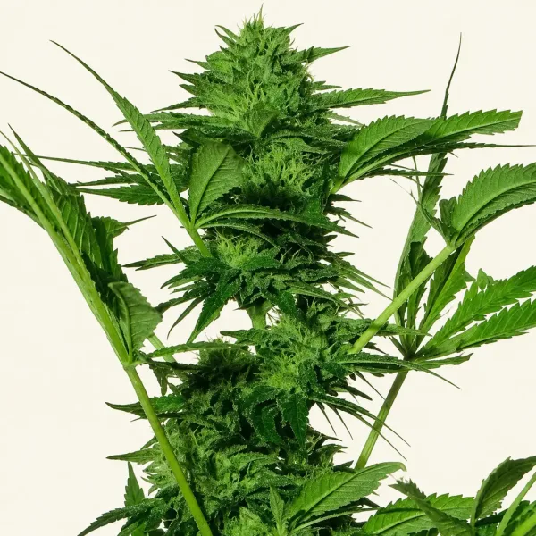 Flowering Big Bud XXL Autoflower cannabis plant
